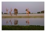 DSC_1118-Yellow-Water-Kakadu-Natl-Park-NT-Australia.jpg