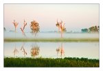 DSC_1130-Yellow-Water-Kakadu-Natl-Park-NT-Australia.jpg