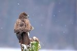 bussard1.jpg