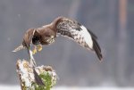 bussard2.pg.jpg