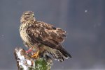 bussard3.jpg