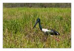 DSC_0468-Bearbeitet-Jabiru-Kakadu Natl Park-NT-Australia.jpg