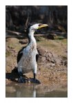 DSC_0477-Bearbeitet-Cormorant-Kakadu Natl-Park-NT-Australia.jpg