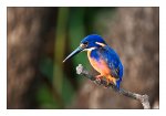 DSC_0531-Kingfisher-Kakadu-Natl-Park-NT-Australia.jpg