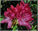 comp_DSC_2061.jpg