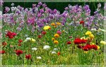 comp_DSC_2116.jpg