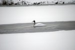 Schwan-Winter.jpg