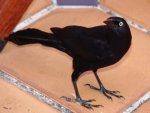 DSC02818-1.jpg