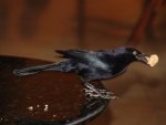 DSC02720.jpg