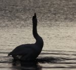 schwan.JPG