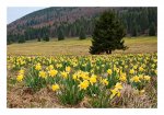 DSC_2480-Spring-near-Chasseral.jpg