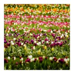 tulpen.jpg