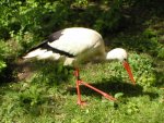 Storch.jpg