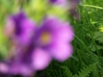 DSCF0208.jpg