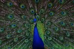 IMG_6554bk.jpg