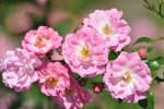 DSC_2453a.jpg