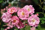 DSC_2454a.jpg