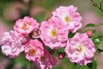 RoseMarkierung.jpg