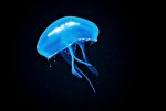 jellyfish_qualle_blau_blue_alien.jpg