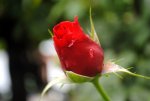 DSC_0788.JPG