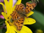 TKK20100808_273.jpg