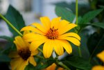 Gelbe Blume.JPG