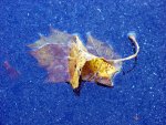 DSC09674.JPG