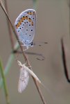 IMG_4071_72g_7D_2010_3D.jpg