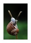 083_Schnecke-Ast_900-forum.jpg