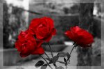 rose.jpg