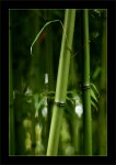 Teardrops (2).jpg