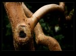 Mein Freund der Baum.jpg