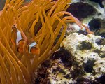 05.03.2010_Clownfisch_001.jpg