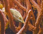 05.03.2010_Fisch_001.jpg
