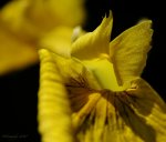 IMGP4511_b_900.jpg