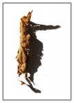 Schatten-4.jpg