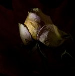 IMG_5962_be_klein.jpg