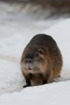 Nutria.jpg