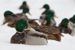 Enten.jpg