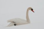 Schwan.jpg