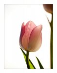 Tulpe1f.jpg