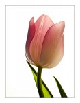 Tulpe1fv1.jpg