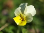 TKK20110402_021.jpg