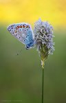 Schmetterling3.jpg
