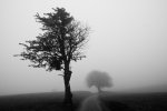Lonsome Trees.jpg