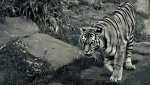tiger.jpg