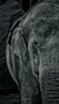 elefant.jpg