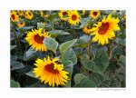 DSC_4024-Sunflowers-2.jpg