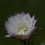 IMG_9549.jpg