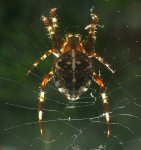 Spinne_900.jpg